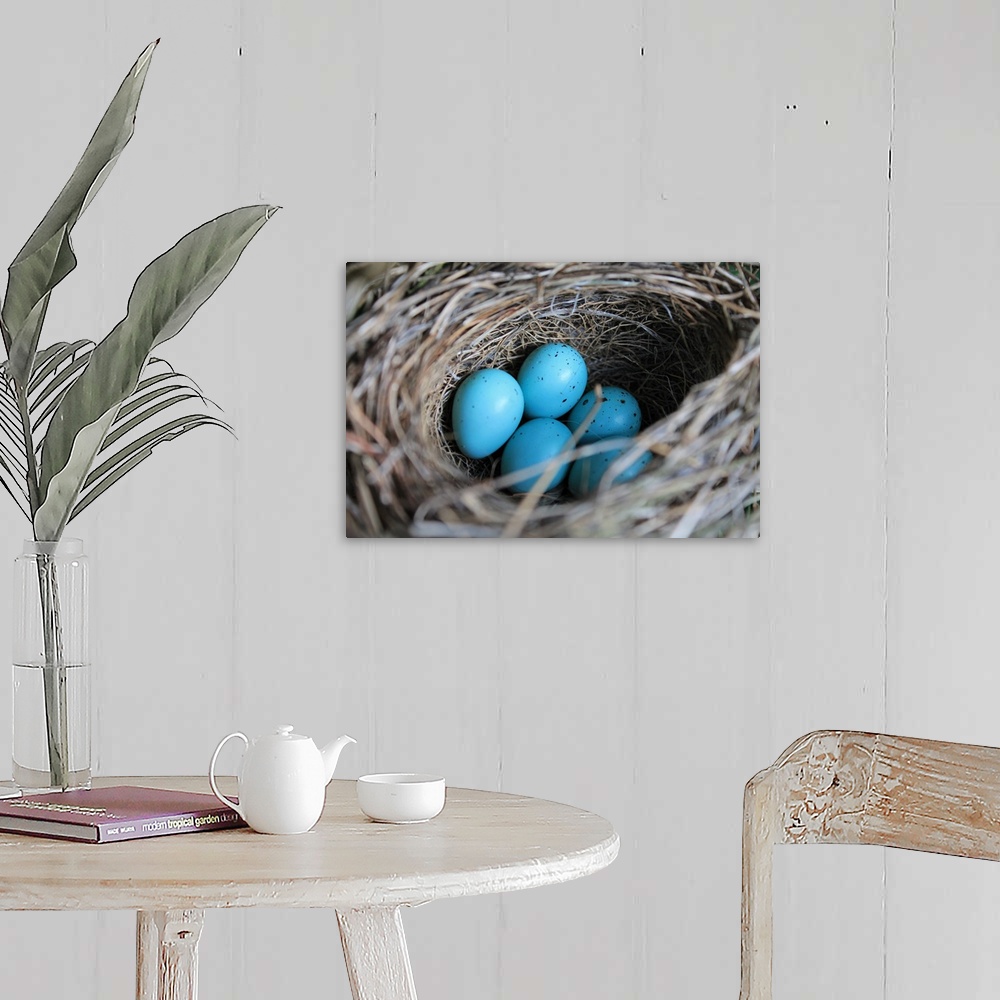A farmhouse room featuring A Nest