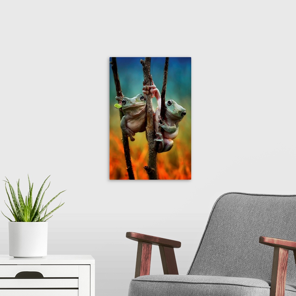 A modern room featuring Photograph of two frogs latched onto thin branches together.