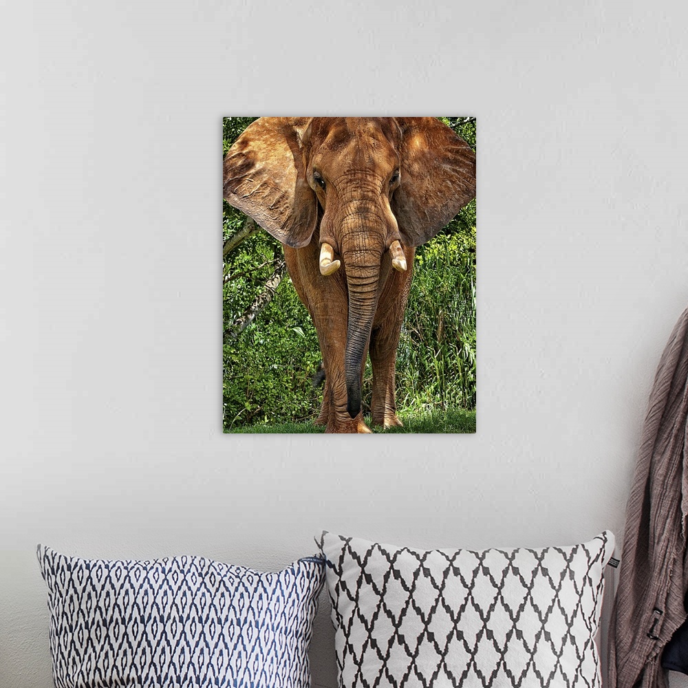 A bohemian room featuring African Elephant