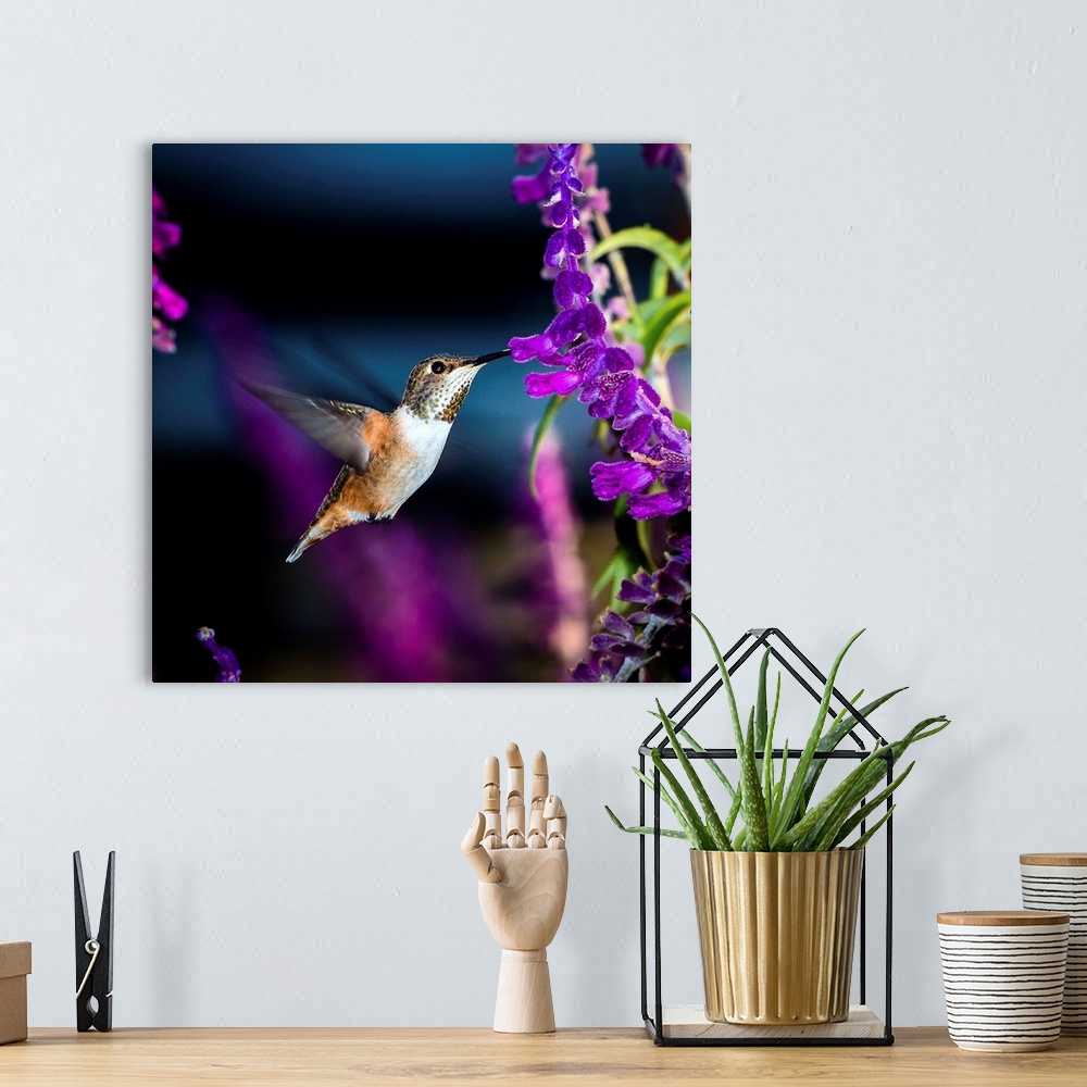 A bohemian room featuring Tiny Allen's Hummingbird visiting a salvia plant.