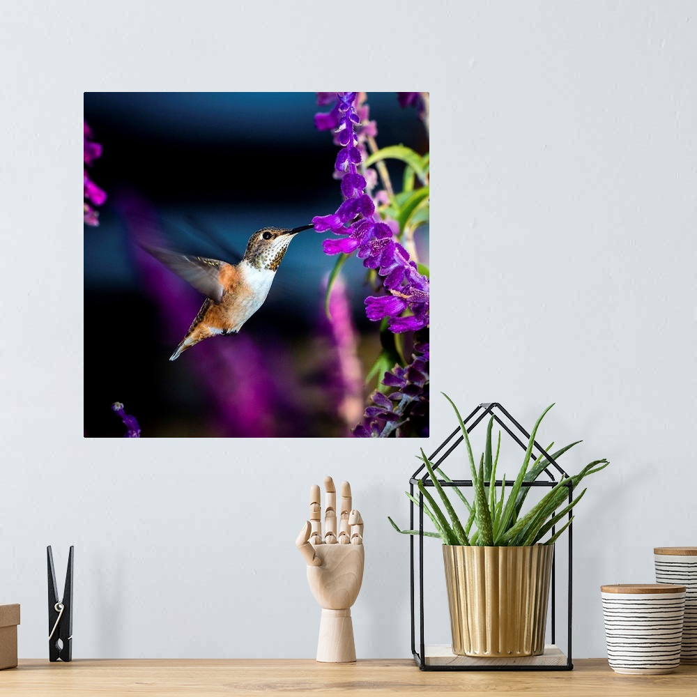 A bohemian room featuring Tiny Allen's Hummingbird visiting a salvia plant.