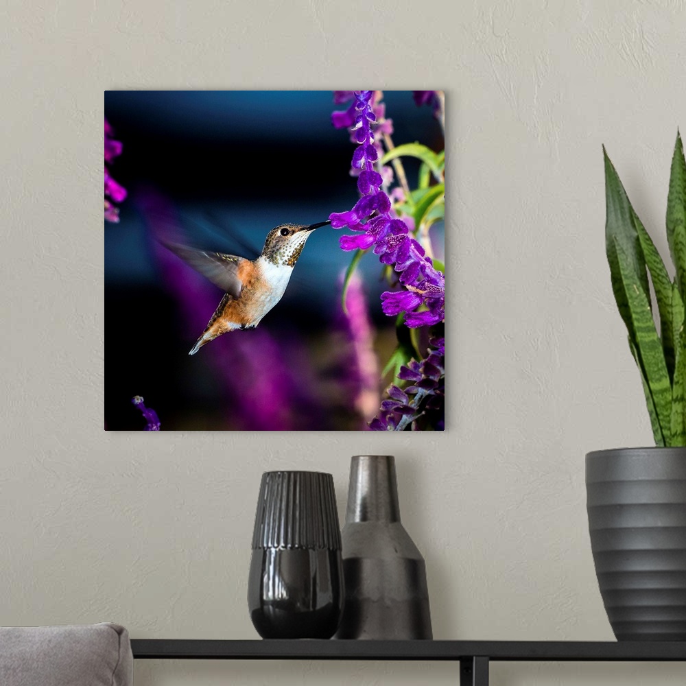 A modern room featuring Tiny Allen's Hummingbird visiting a salvia plant.