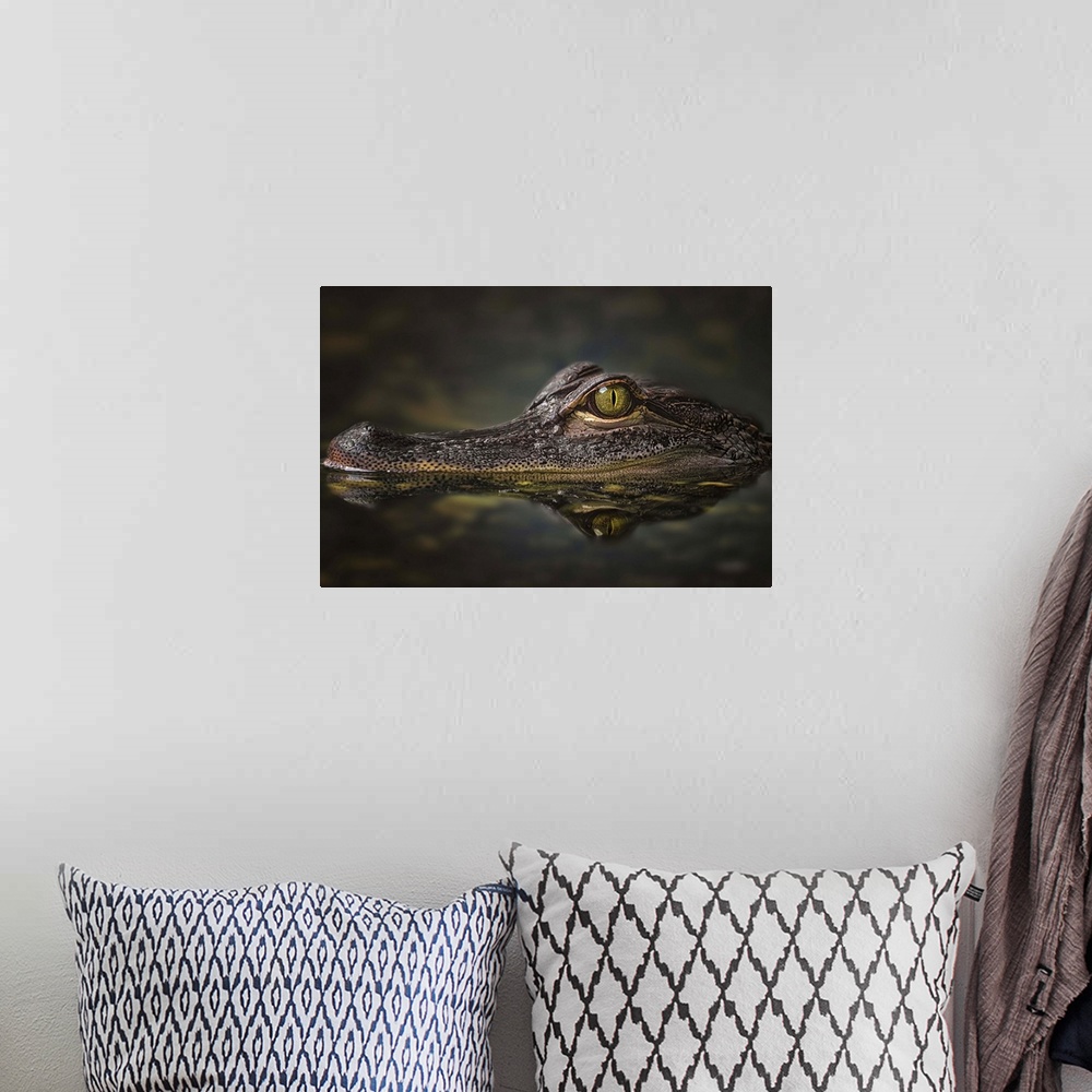 A bohemian room featuring Portrait of an alligator with its body submerged and only the top of its head above water.