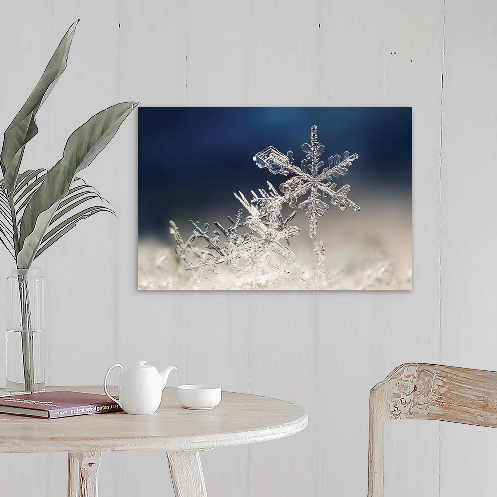 A farmhouse room featuring Macro image of delicate snowflakes.