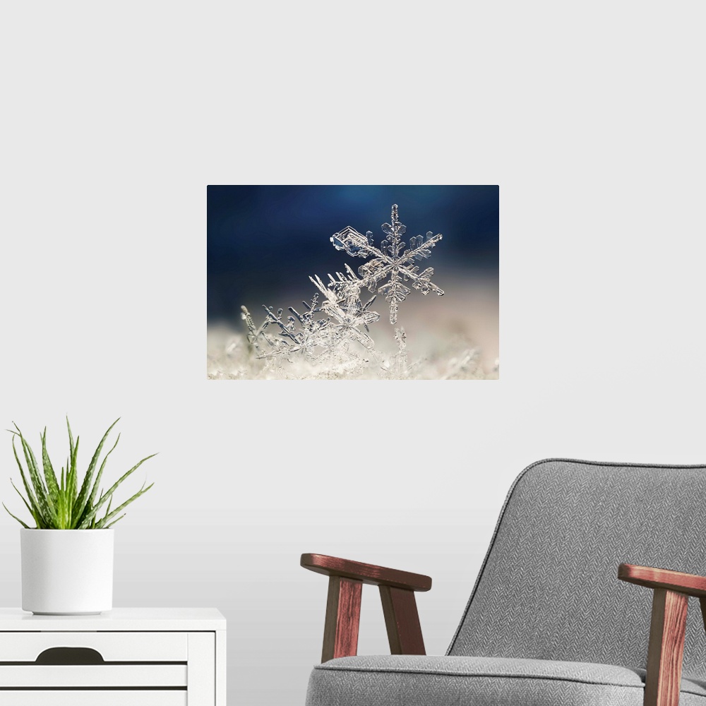 A modern room featuring Macro image of delicate snowflakes.
