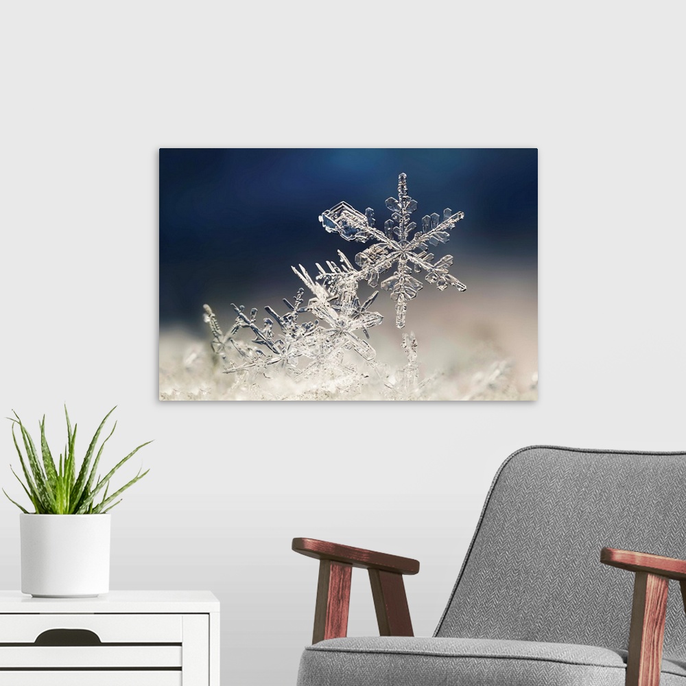 A modern room featuring Macro image of delicate snowflakes.