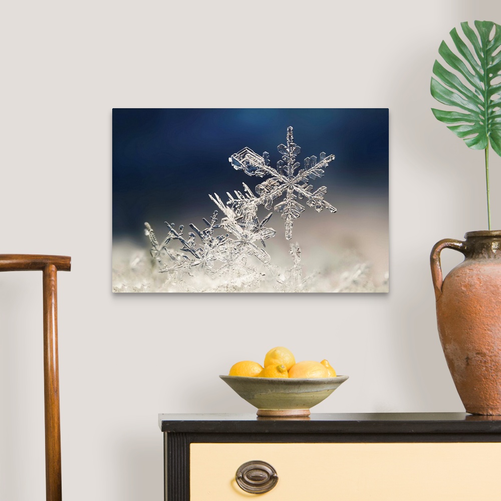 A traditional room featuring Macro image of delicate snowflakes.