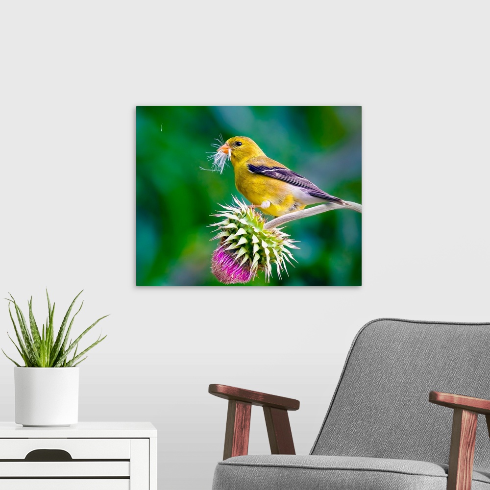 A modern room featuring A female American Goldfinch on a thistle flower.