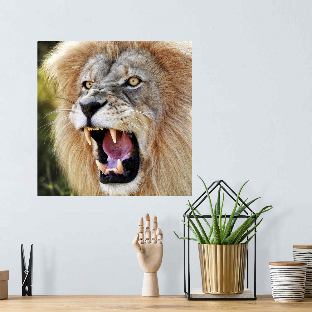 A bohemian room featuring Angry Lion