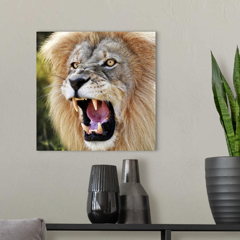 A modern room featuring Angry Lion