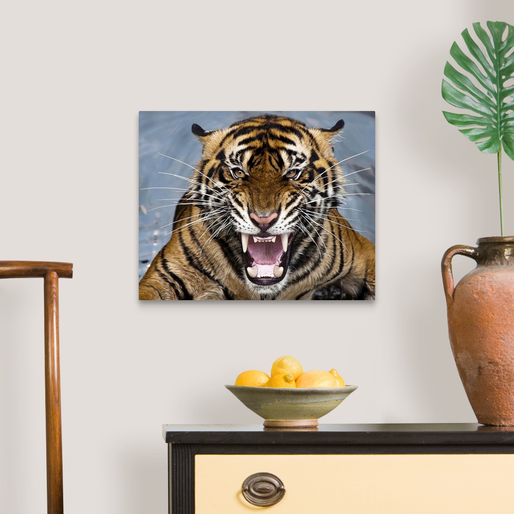 A traditional room featuring Snarling striped tiger with long fangs.