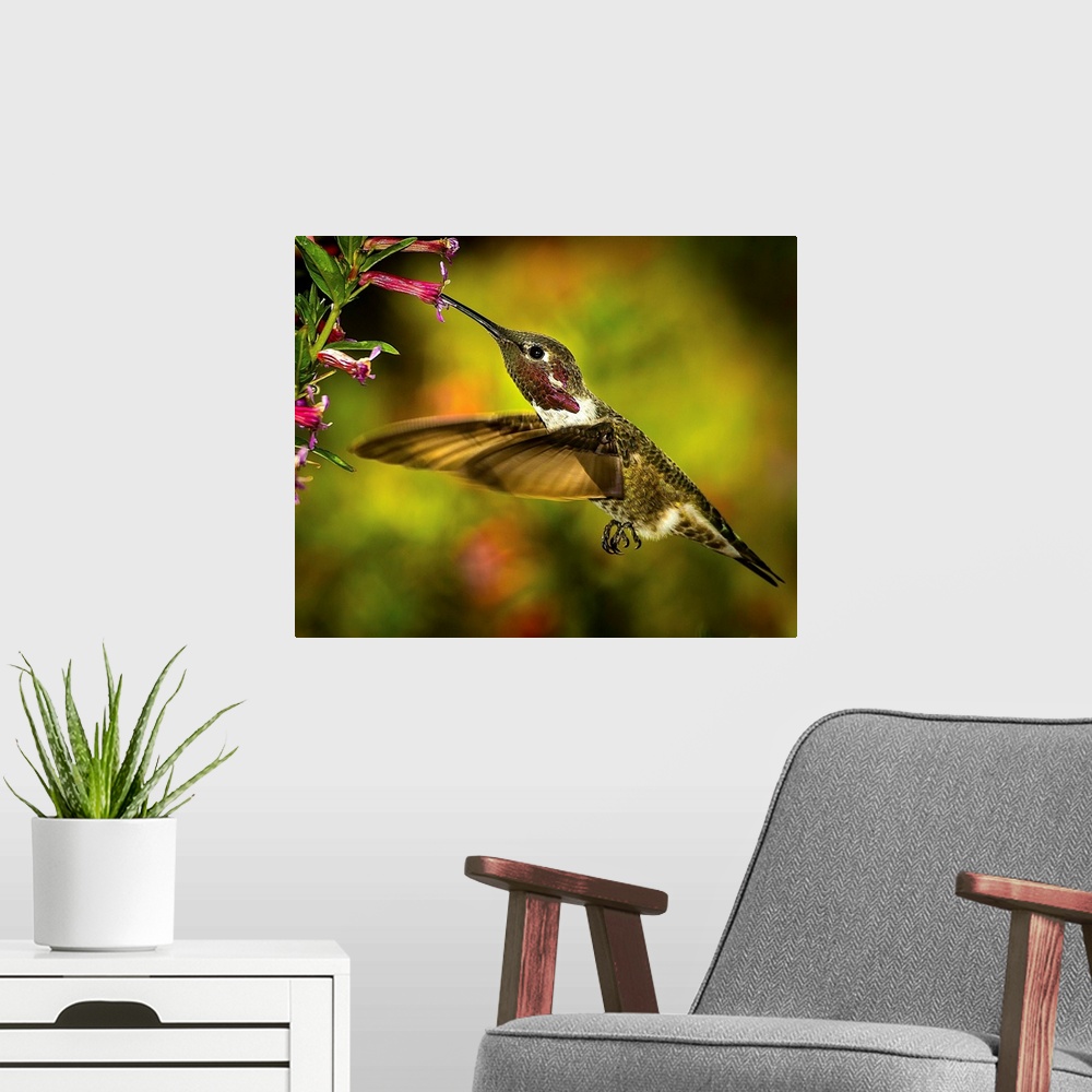 A modern room featuring Anna's Hummingbird