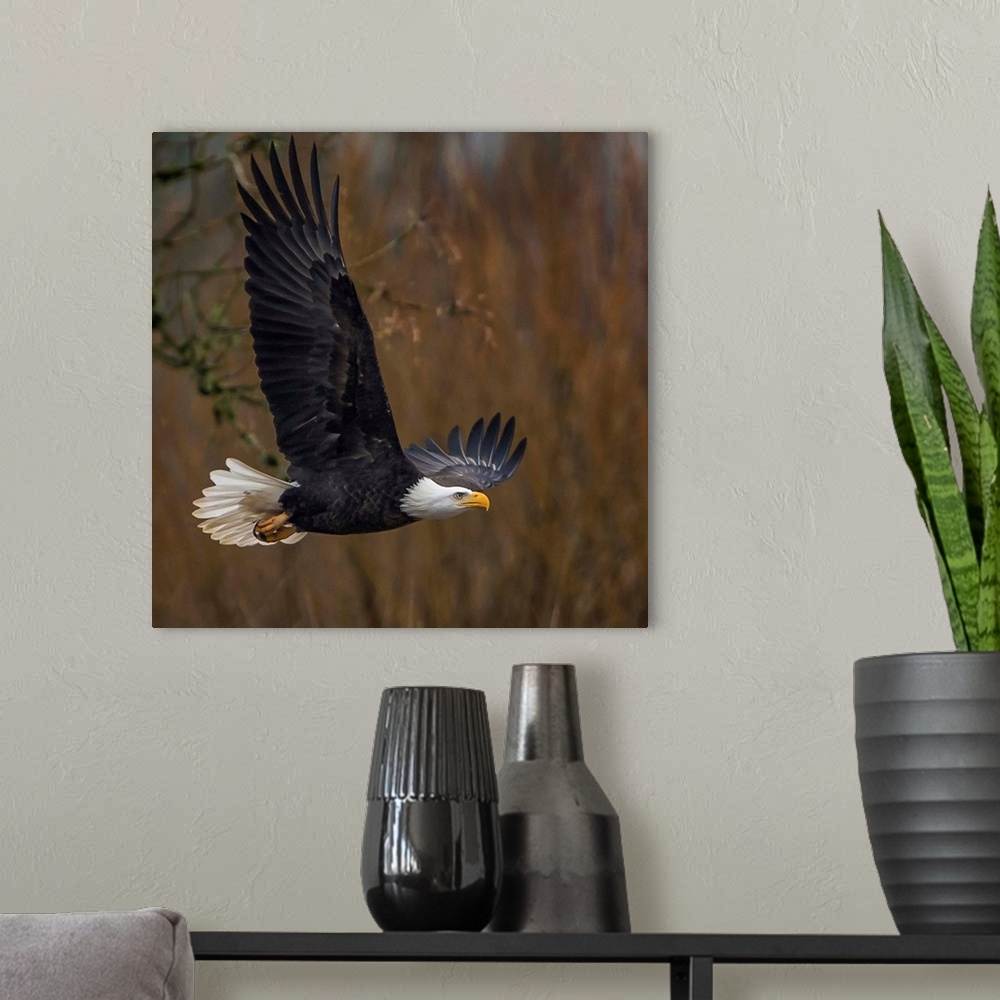 A modern room featuring Bald Eagle on the attack