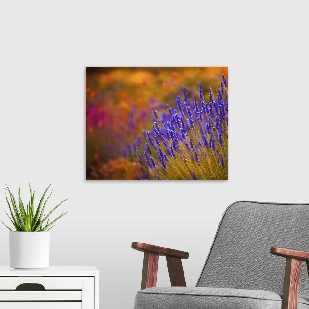 A modern room featuring Autumn Lavender