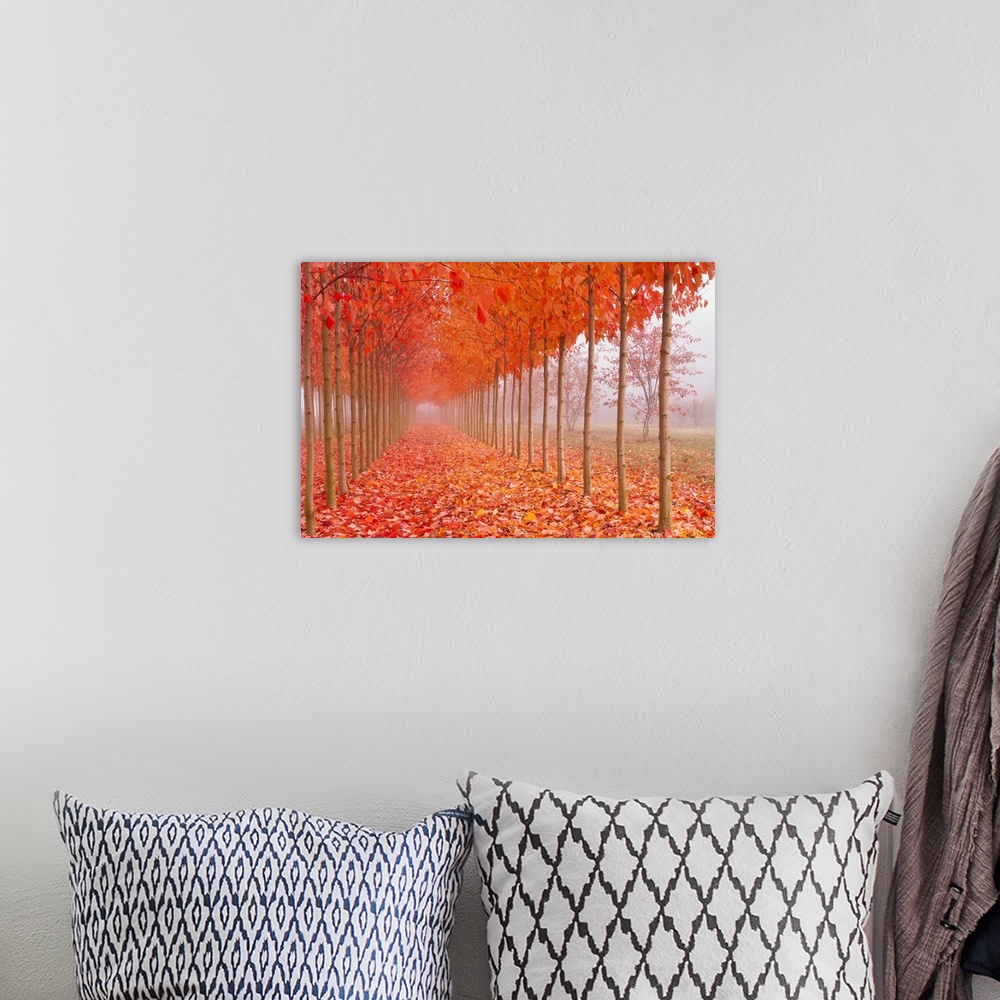 A bohemian room featuring Perfect rows of thin trees along a walkway covered in bright orange fall leaves.