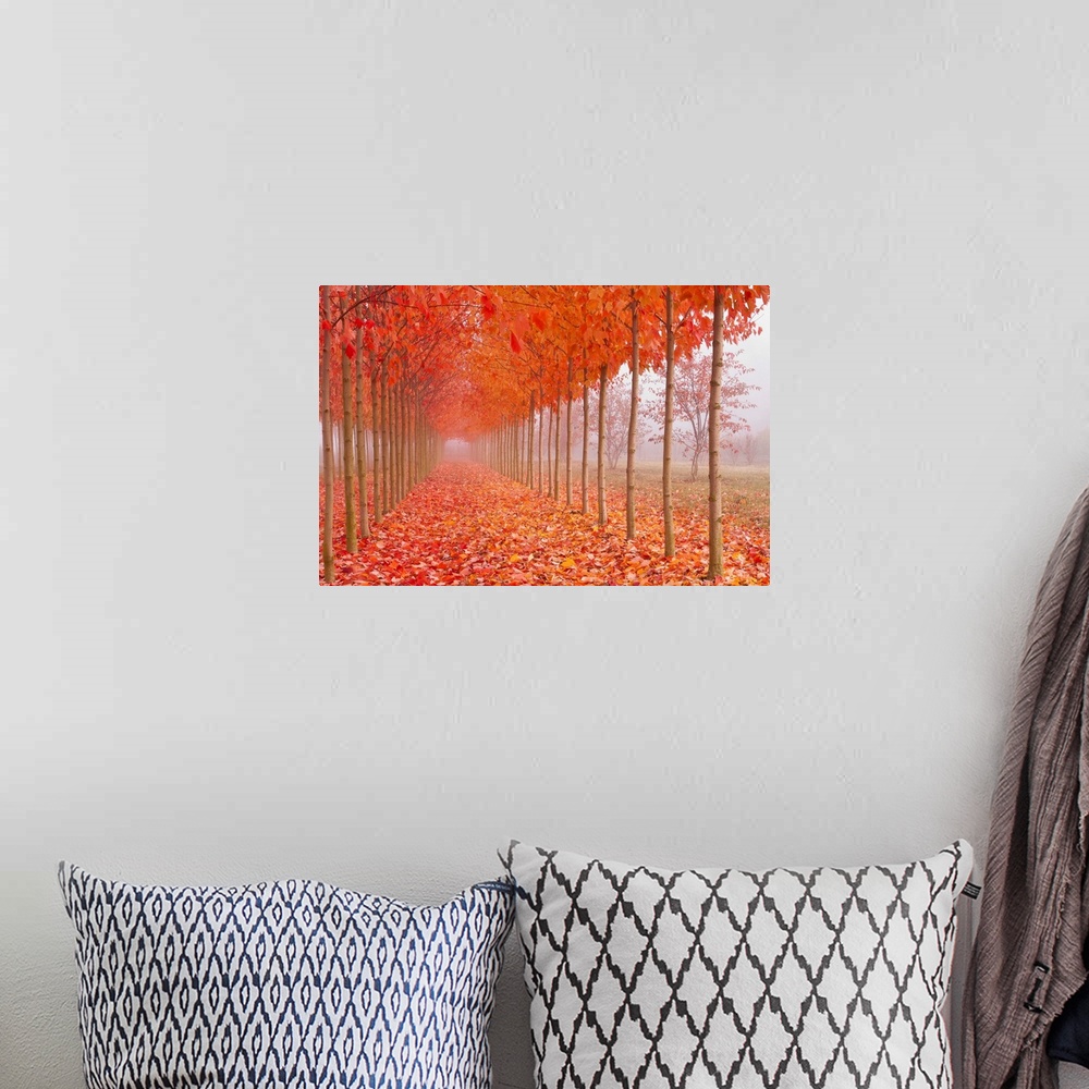 A bohemian room featuring Perfect rows of thin trees along a walkway covered in bright orange fall leaves.