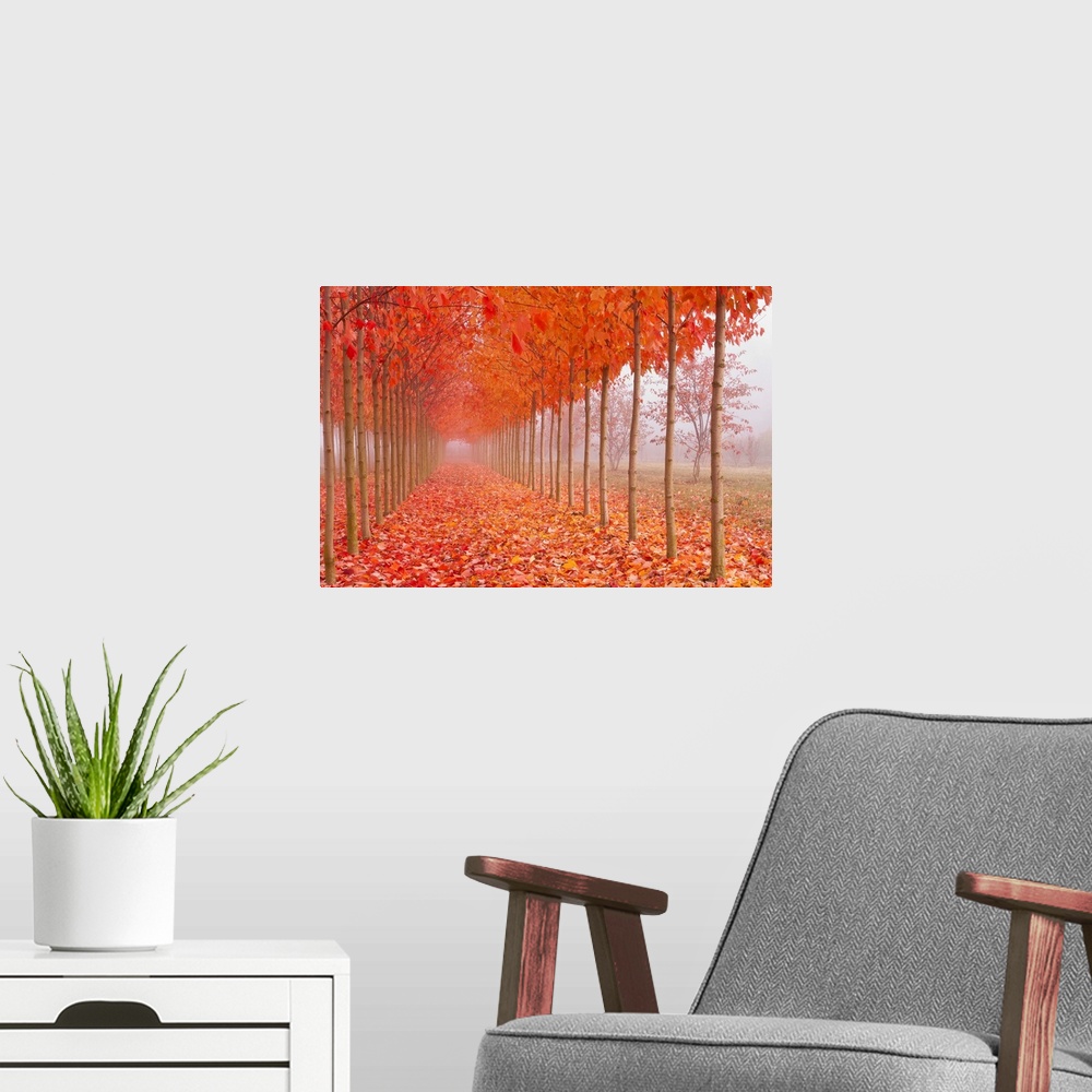 A modern room featuring Perfect rows of thin trees along a walkway covered in bright orange fall leaves.