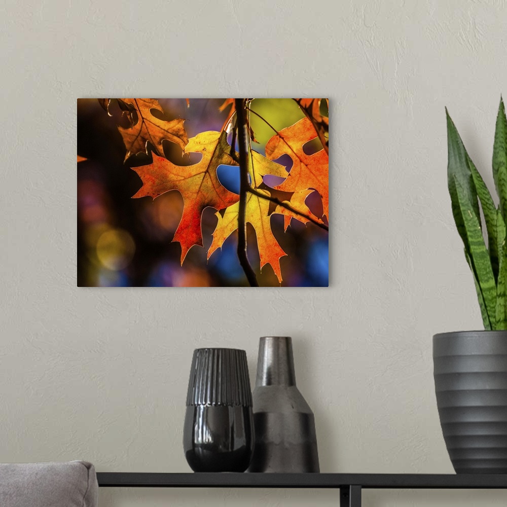 A modern room featuring Close up of leaves in brilliant fall colors.