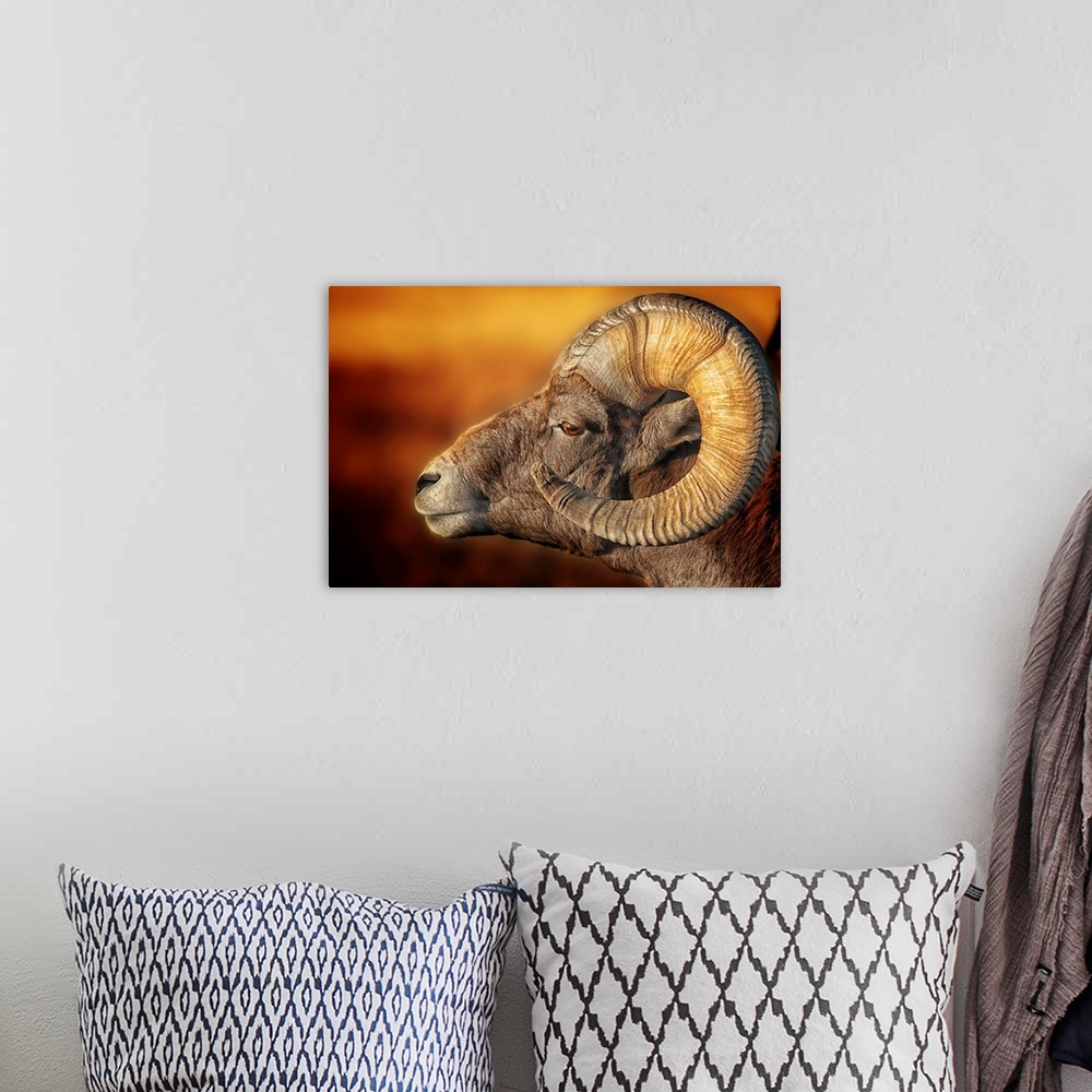 A bohemian room featuring Portrait of a ram with large, curled horns, in the Badlands of South Dakota