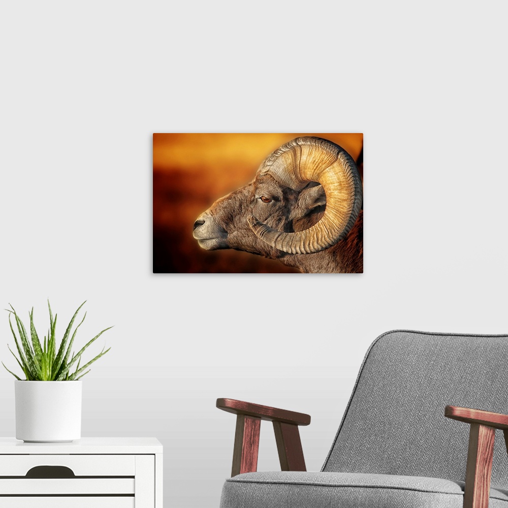 A modern room featuring Portrait of a ram with large, curled horns, in the Badlands of South Dakota
