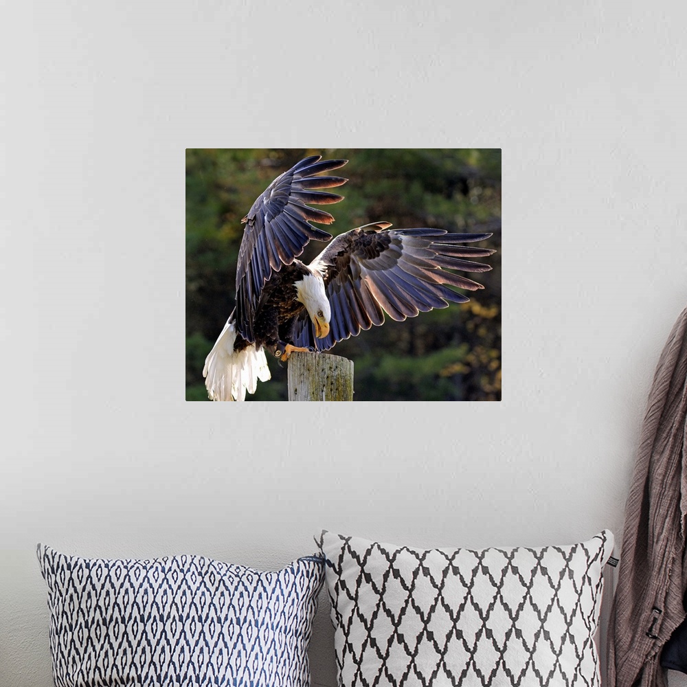 A bohemian room featuring A Bald Eagle landing on a post with wings outstretched.