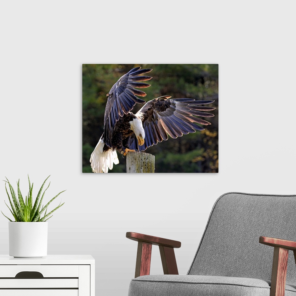 A modern room featuring A Bald Eagle landing on a post with wings outstretched.