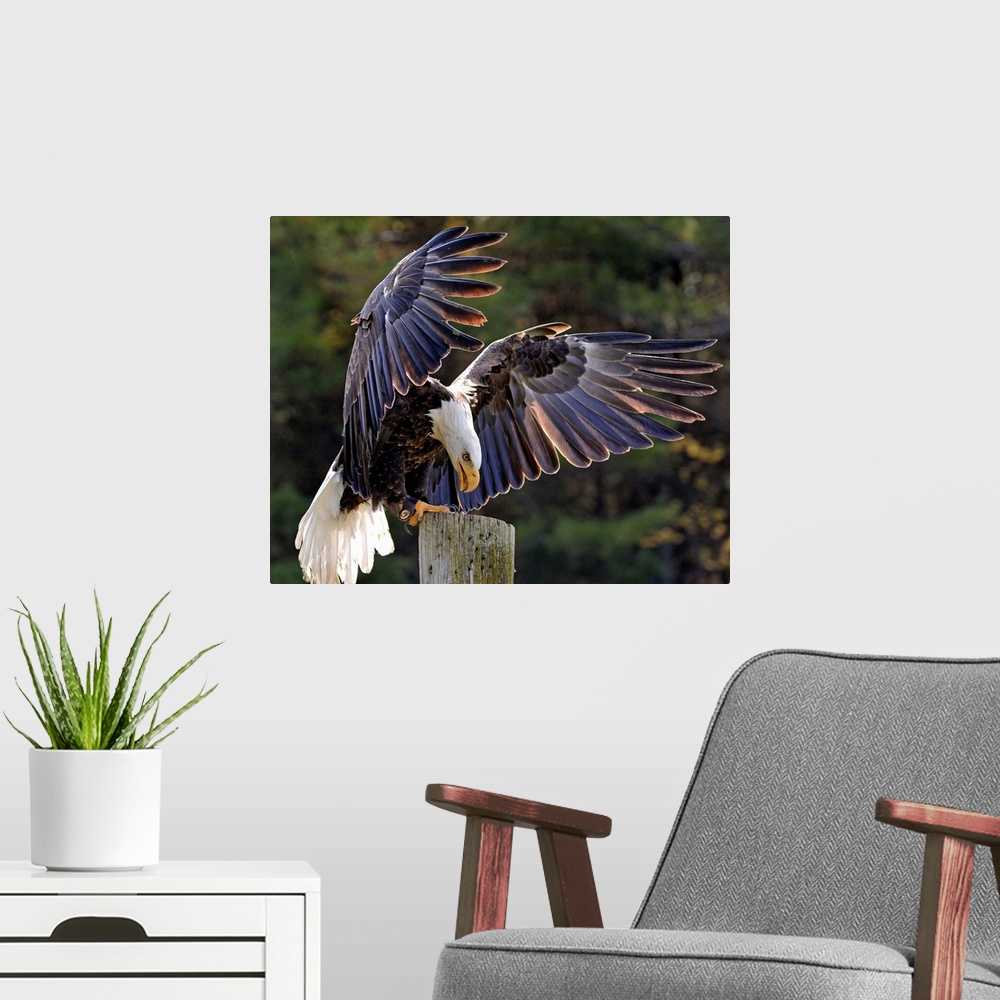 A modern room featuring A Bald Eagle landing on a post with wings outstretched.