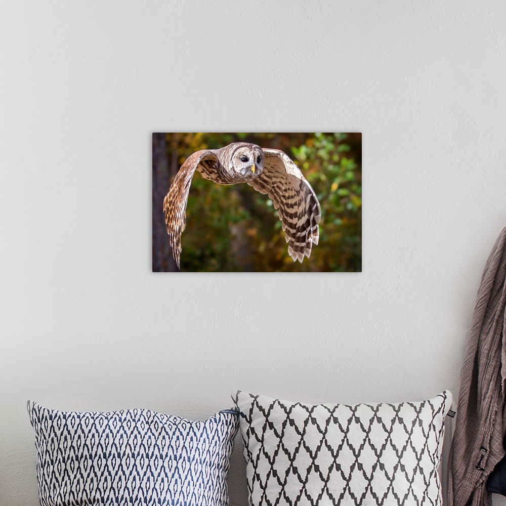 A bohemian room featuring Barred Owl