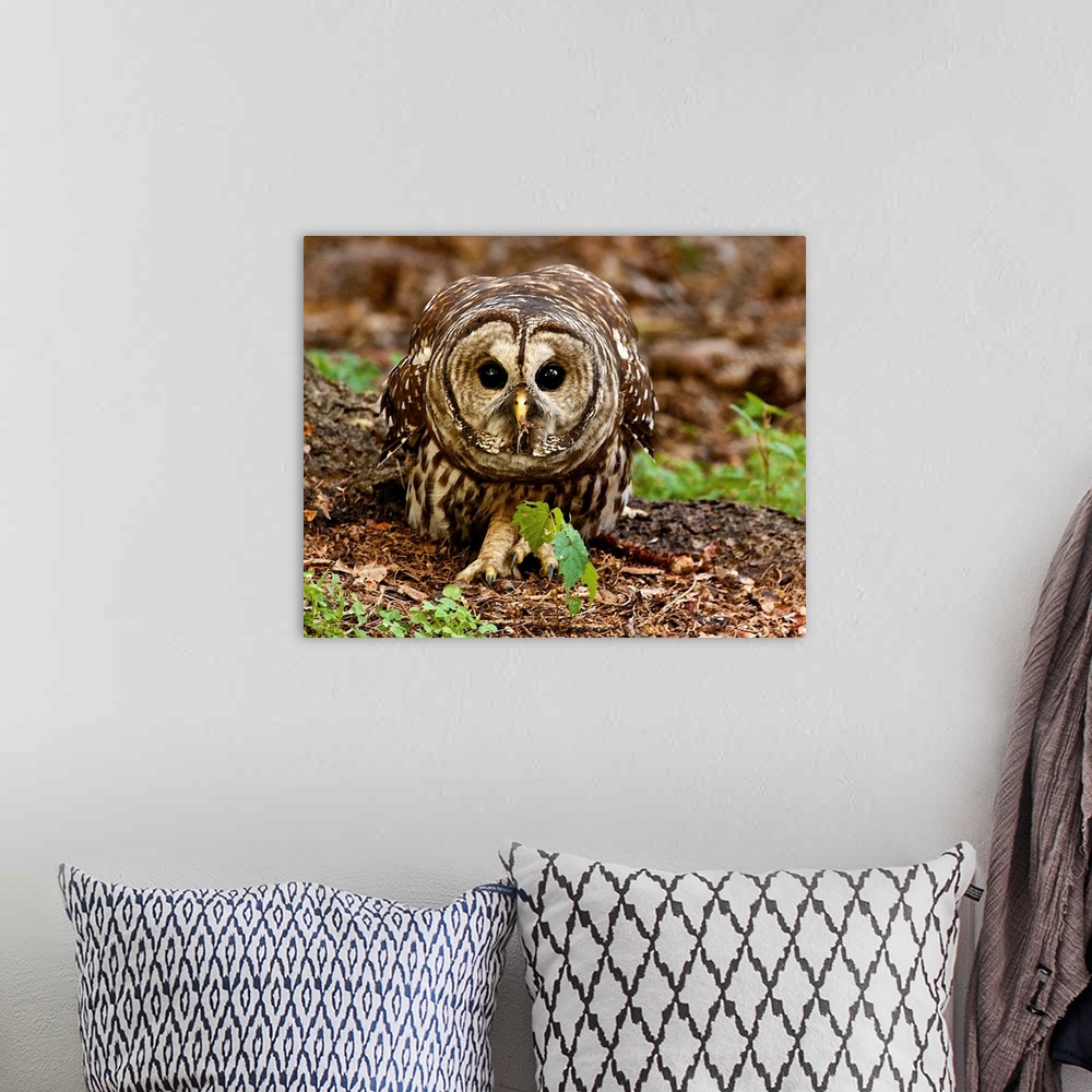 A bohemian room featuring A Barred Owl on the ground, in a defensive posture.