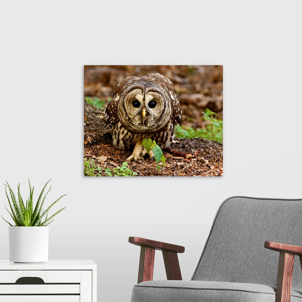 A modern room featuring A Barred Owl on the ground, in a defensive posture.