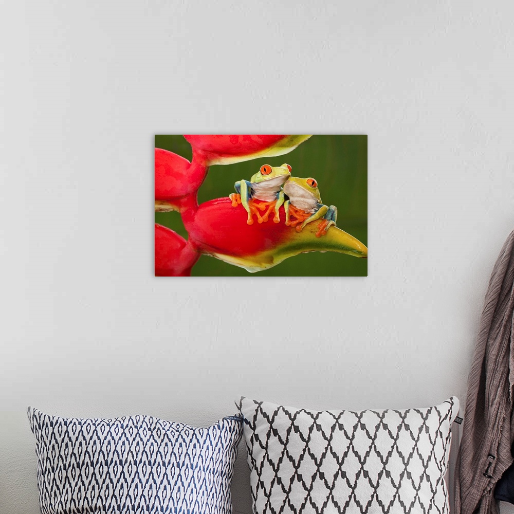 A bohemian room featuring Two red-eyed tree frogs sitting on a heliconia flower.