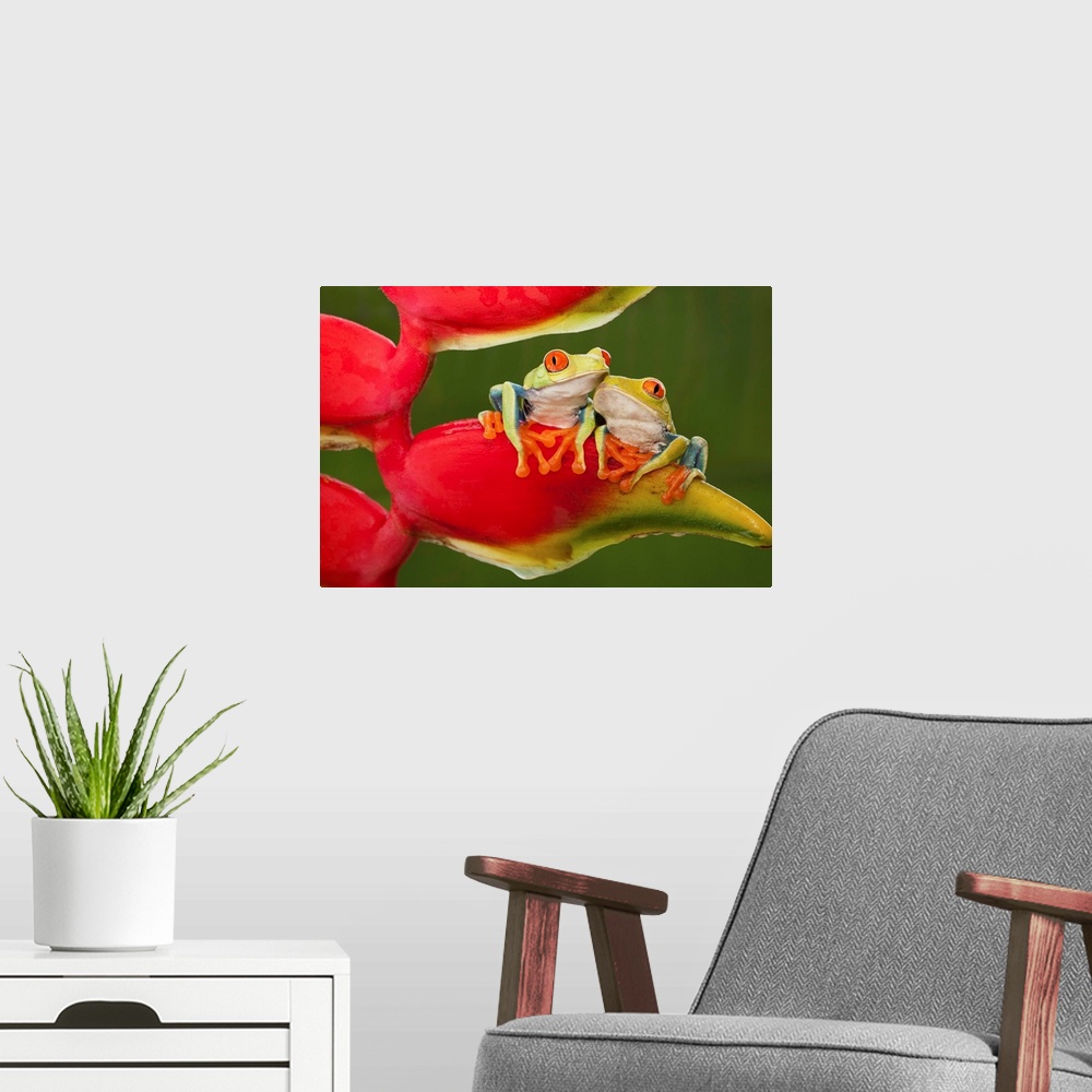 A modern room featuring Two red-eyed tree frogs sitting on a heliconia flower.