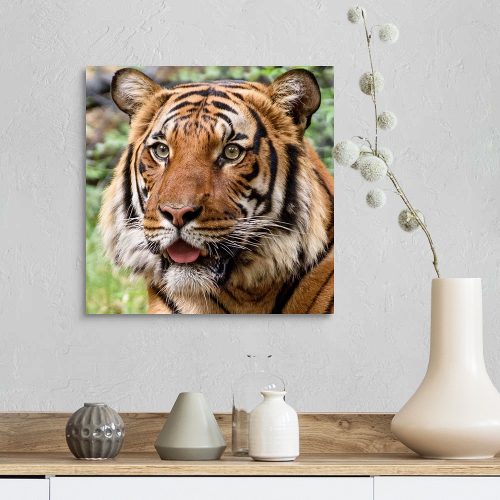 A farmhouse room featuring Portrait of a large tiger with a curious expression.