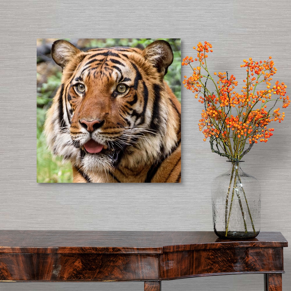 A traditional room featuring Portrait of a large tiger with a curious expression.