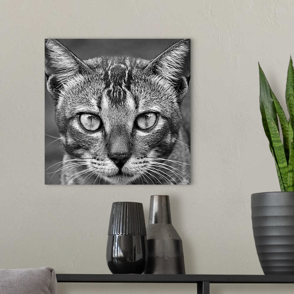 A modern room featuring Intense black and white portrait of a cat.
