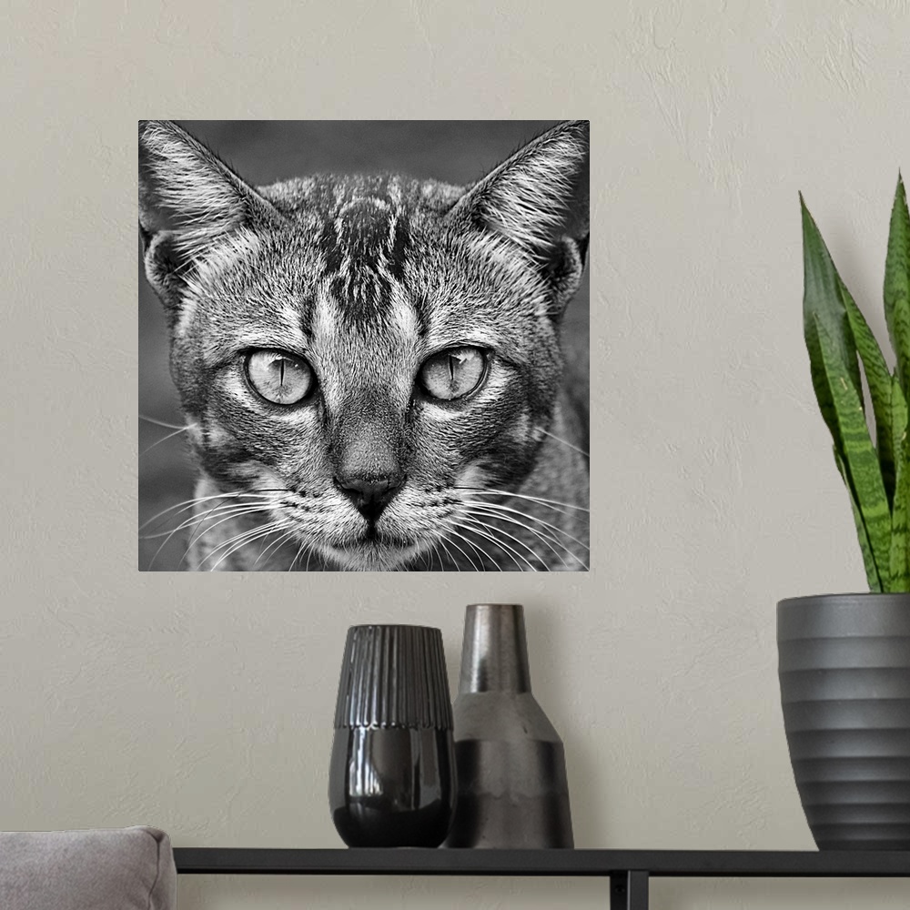 A modern room featuring Intense black and white portrait of a cat.