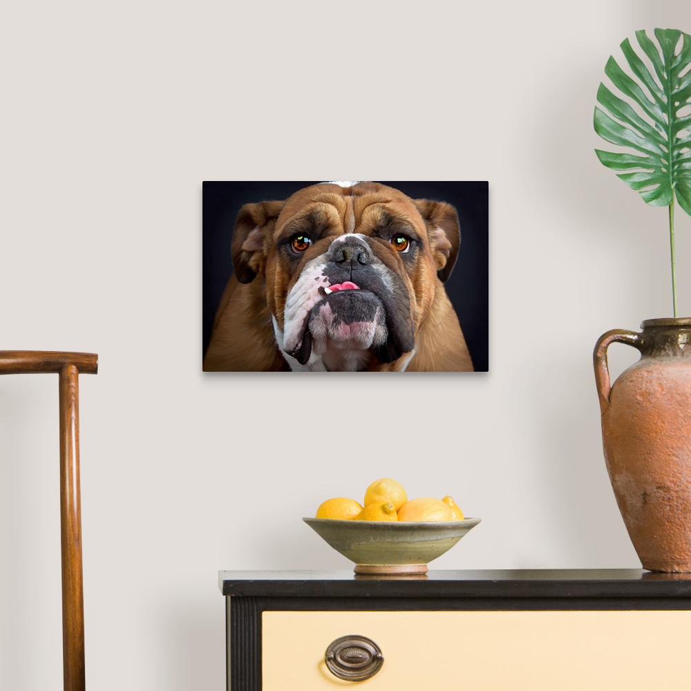A traditional room featuring British Bulldog