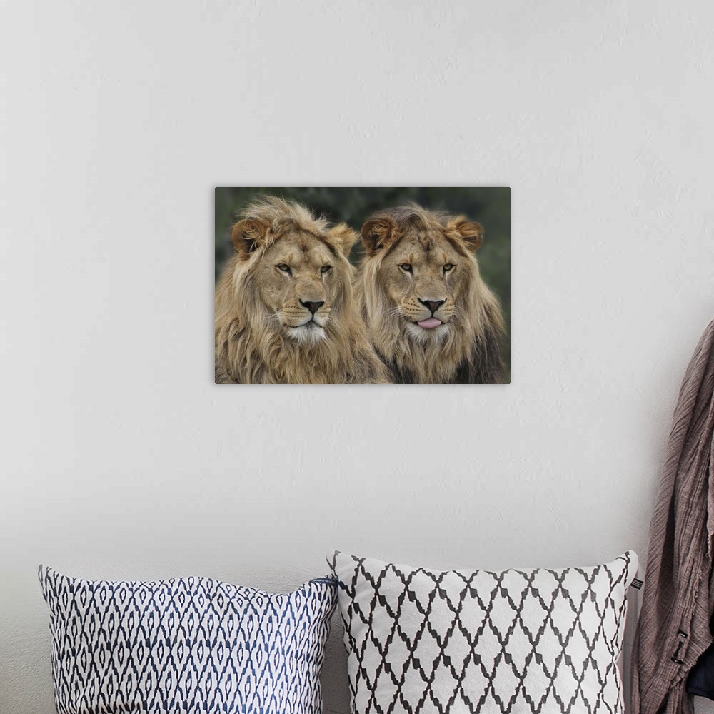 A bohemian room featuring Two male lions with long manes, sitting together.