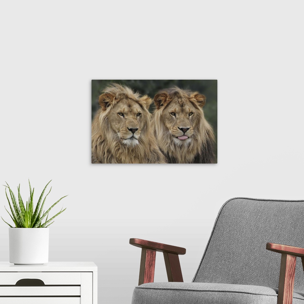 A modern room featuring Two male lions with long manes, sitting together.