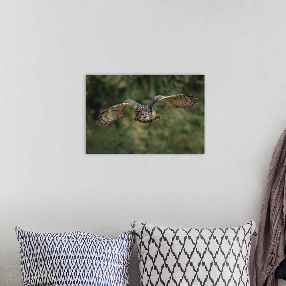 A bohemian room featuring A Eurasian Eagle Owl (Bubo bubo) in flight.