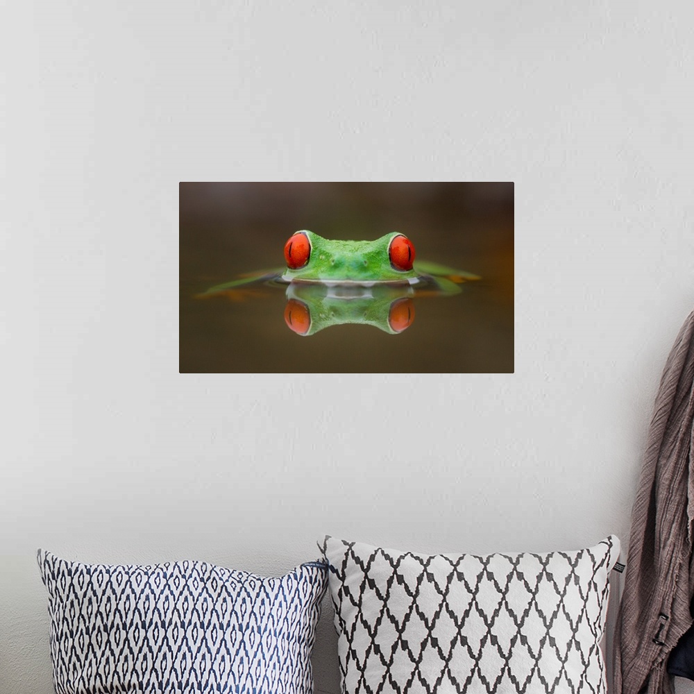 A bohemian room featuring A red-eyed tree frog submerged in water with just its red eyes showing.