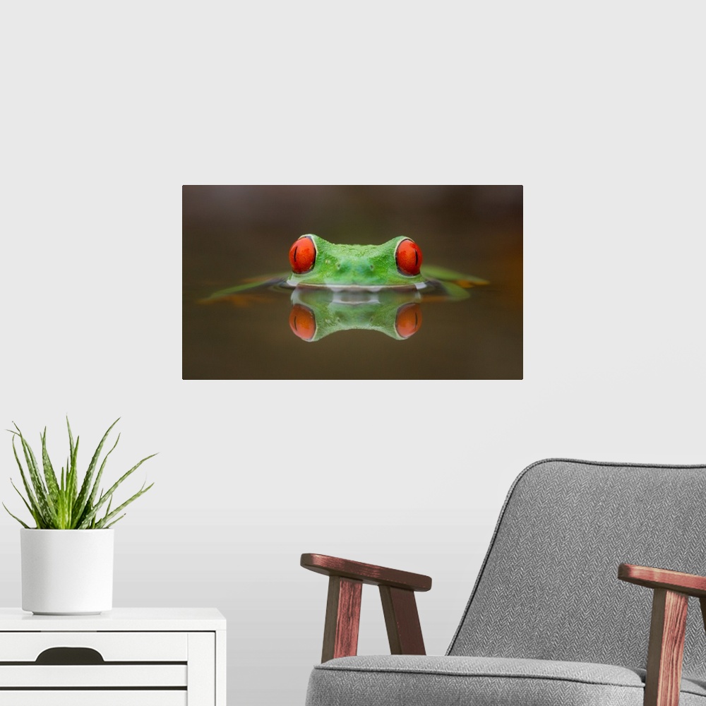 A modern room featuring A red-eyed tree frog submerged in water with just its red eyes showing.