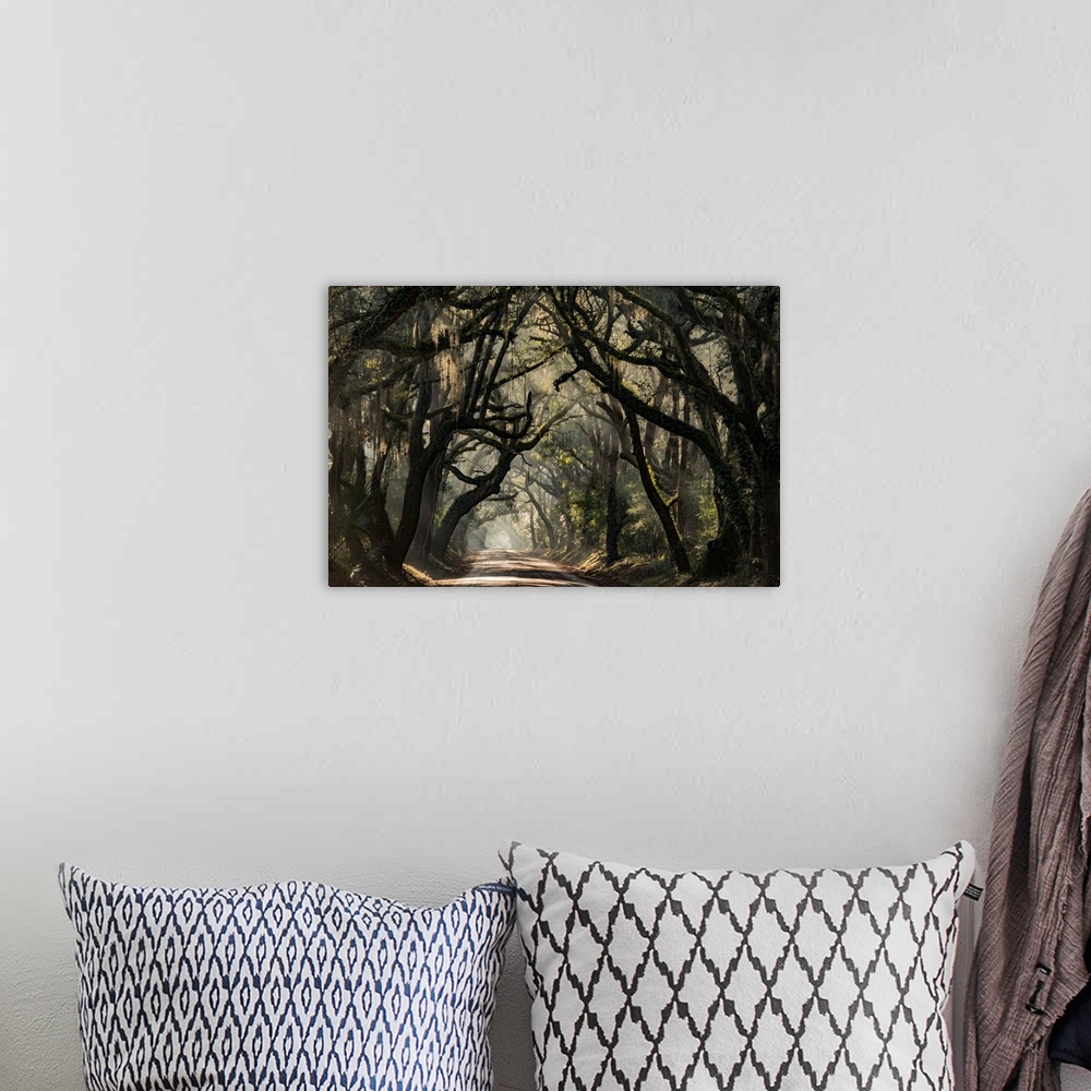A bohemian room featuring Pathway through a forest full of large, dark trees.