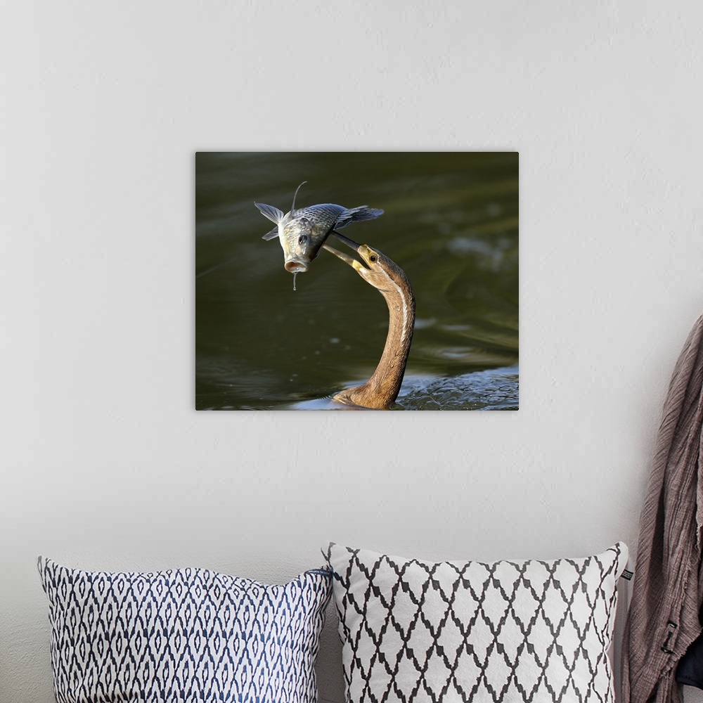 A bohemian room featuring A heron spearing a fish with its long beak.