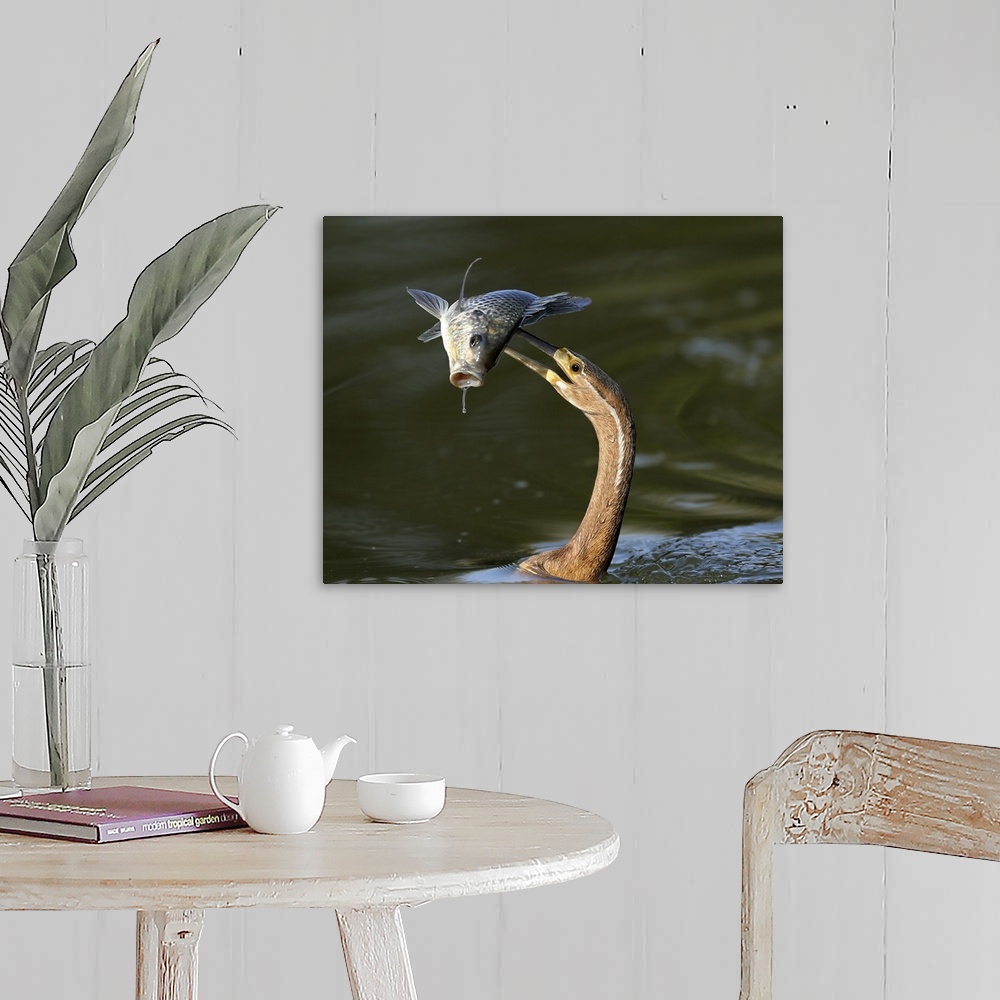 A farmhouse room featuring A heron spearing a fish with its long beak.