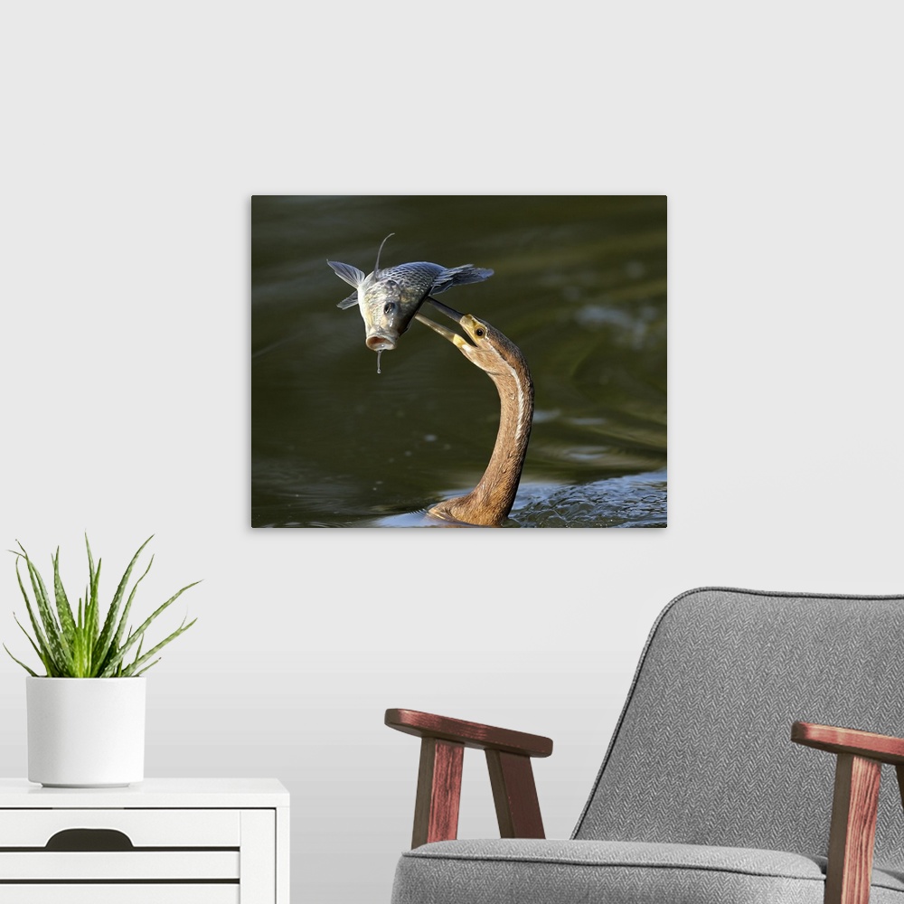 A modern room featuring A heron spearing a fish with its long beak.