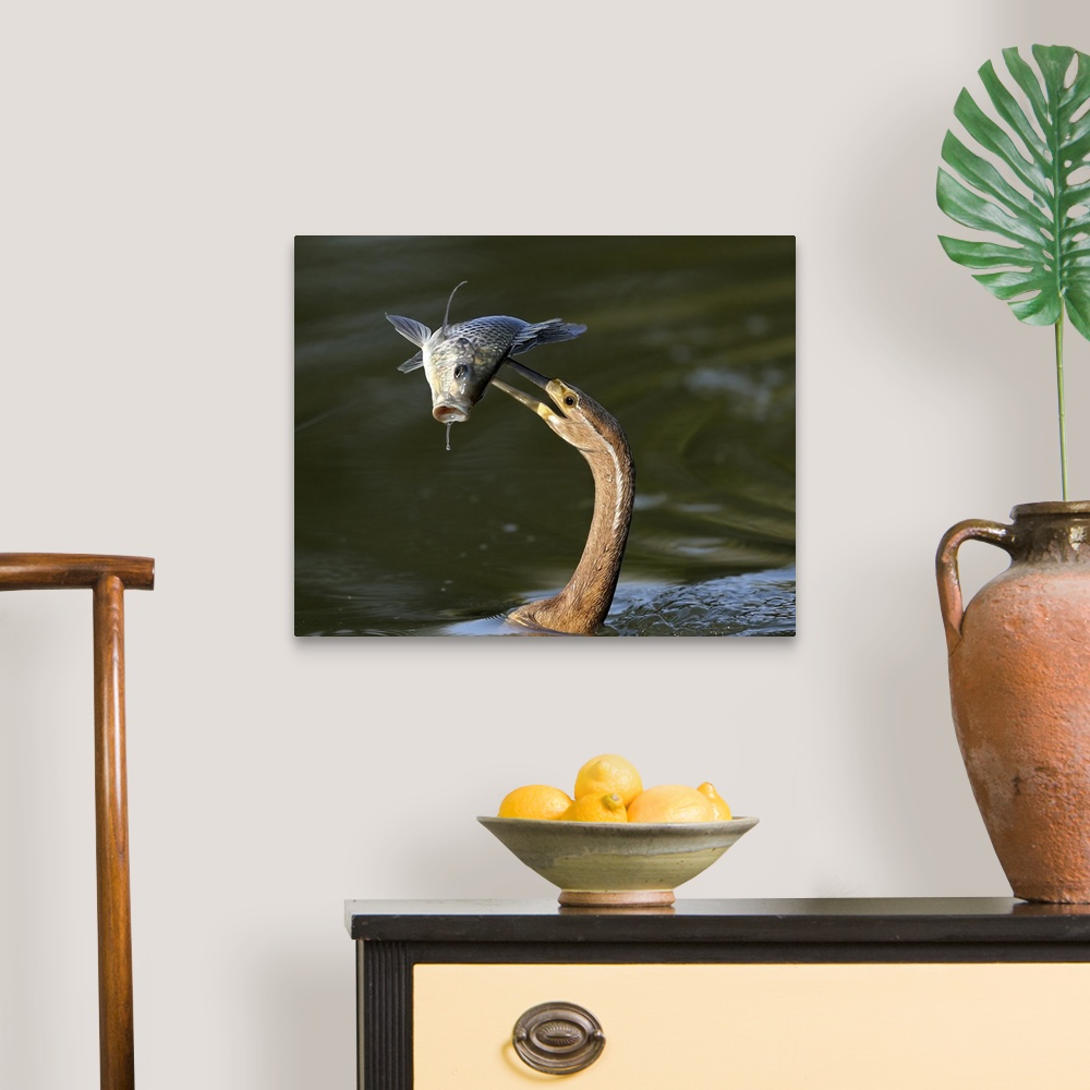 A traditional room featuring A heron spearing a fish with its long beak.