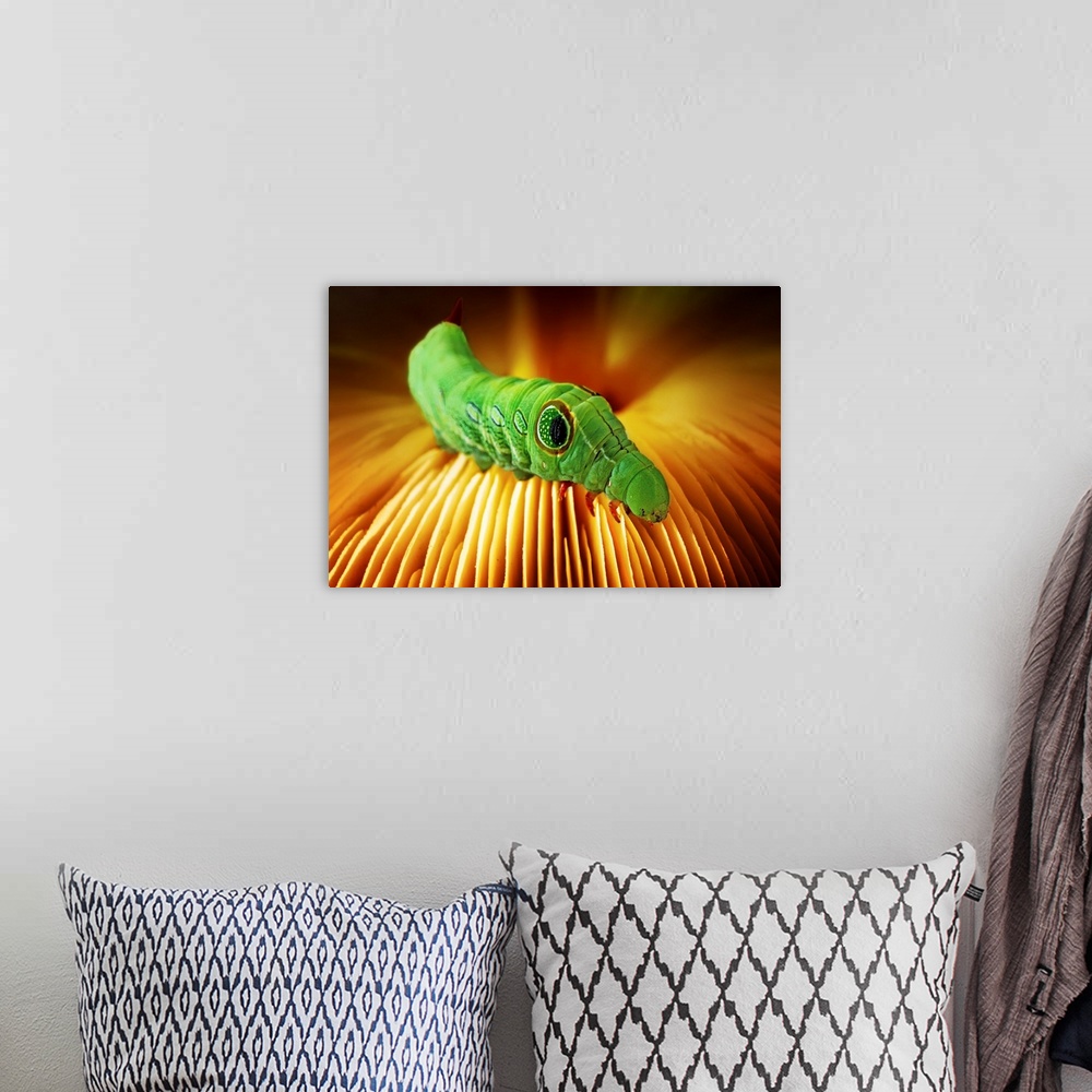 A bohemian room featuring Macro image of a bright green catepillar on the ridges of a mushroom.
