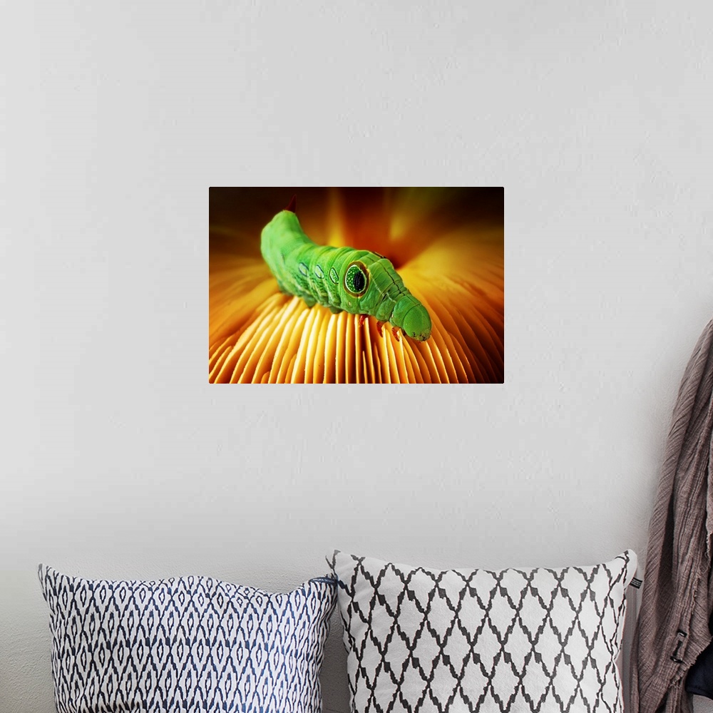 A bohemian room featuring Macro image of a bright green catepillar on the ridges of a mushroom.