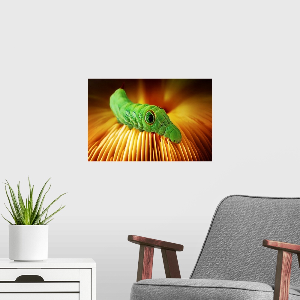 A modern room featuring Macro image of a bright green catepillar on the ridges of a mushroom.